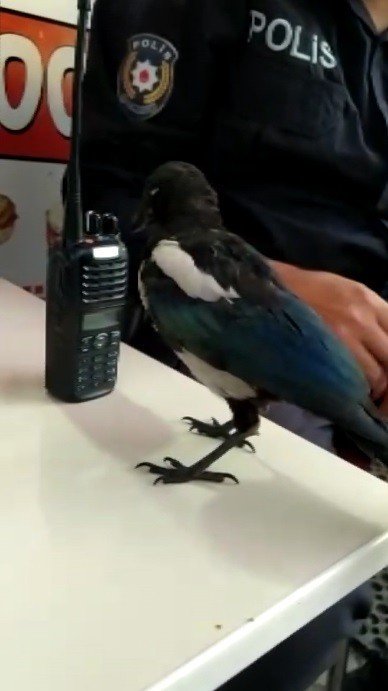 Bu saksağan kendine döner ısmarlatıyor