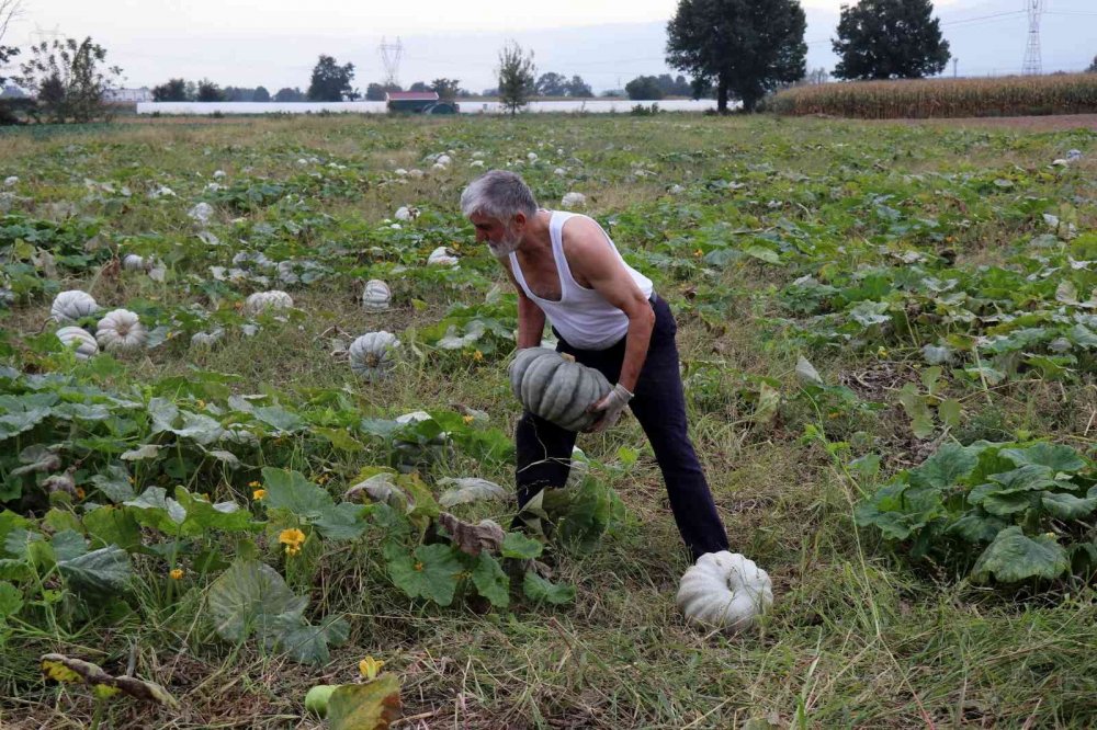 Meşhur Sakarya kabağının hasadı başladı