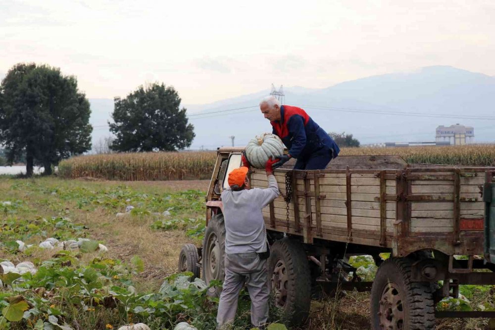 Meşhur Sakarya kabağının hasadı başladı