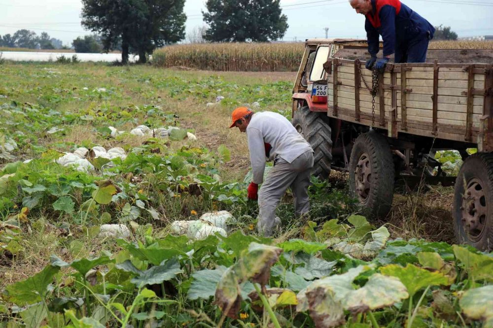 Meşhur Sakarya kabağının hasadı başladı