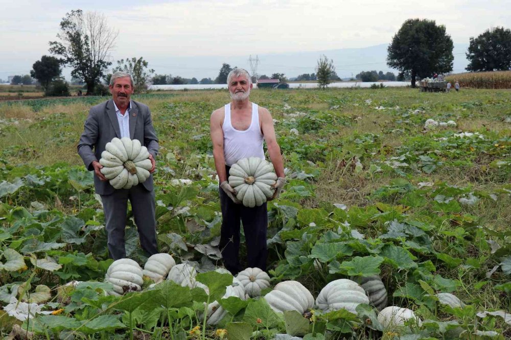 Meşhur Sakarya kabağının hasadı başladı