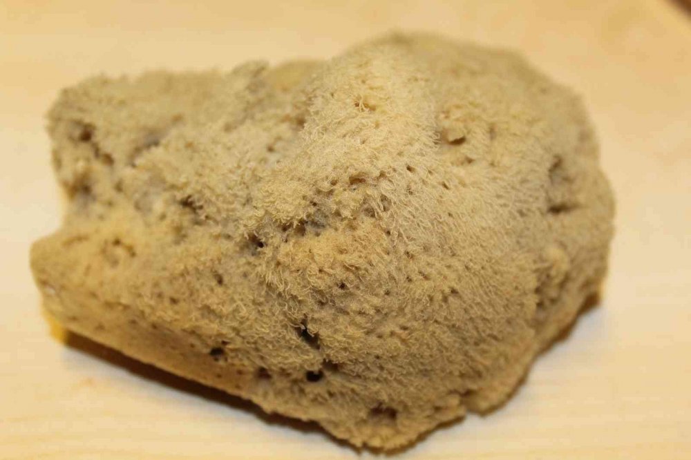 Kilosu 4 bin liraya canlı sünger