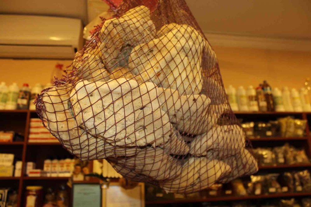 Kilosu 4 bin liraya canlı sünger