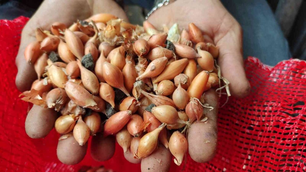 Pazarcı tohumluk soğan aldı, neredeyse yarısı taş çıktı