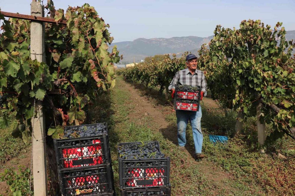 Tarlada 2, markette 8 lira