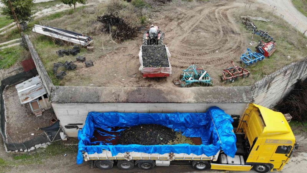 Tarlada 2, markette 8 lira