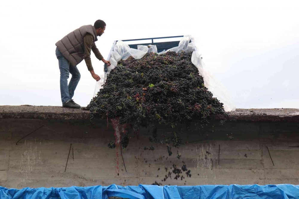 Tarlada 2, markette 8 lira