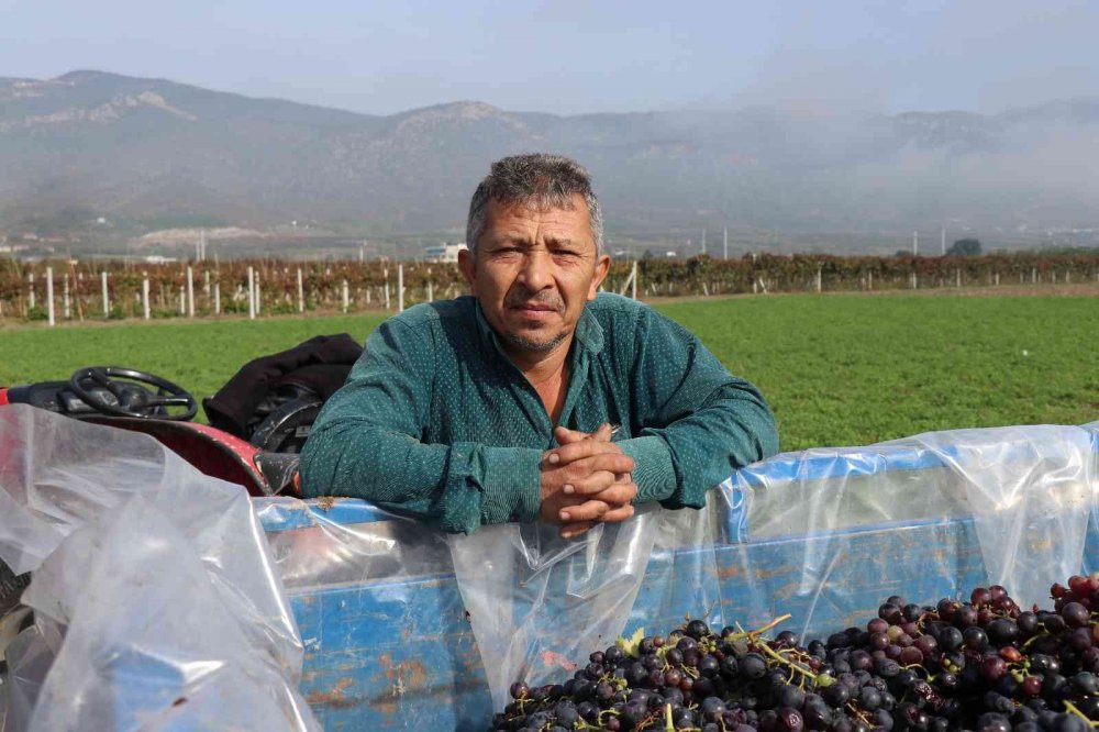 Tarlada 2, markette 8 lira