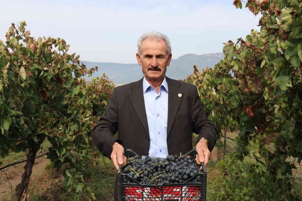 Tarlada 2, markette 8 lira