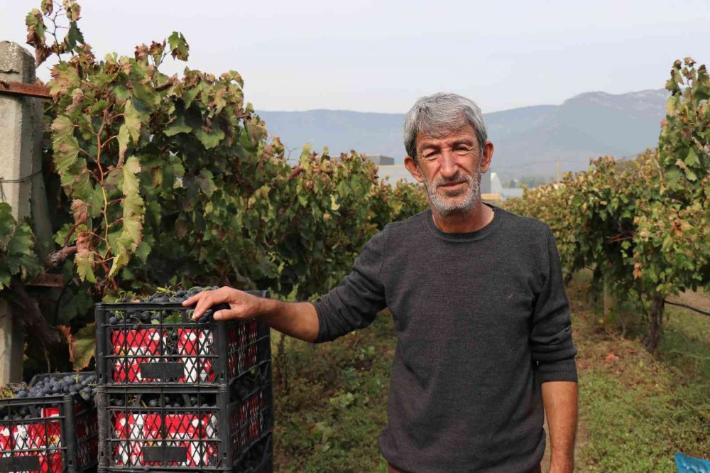 Tarlada 2, markette 8 lira