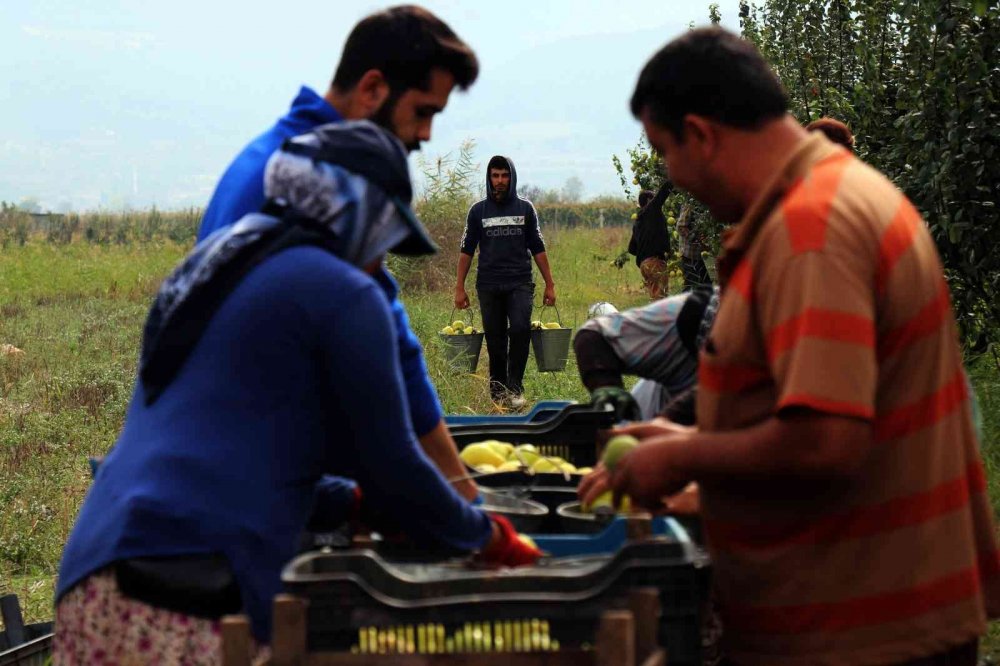 Sakarya’da yetiştiriliyor, dünyada rakibi yok