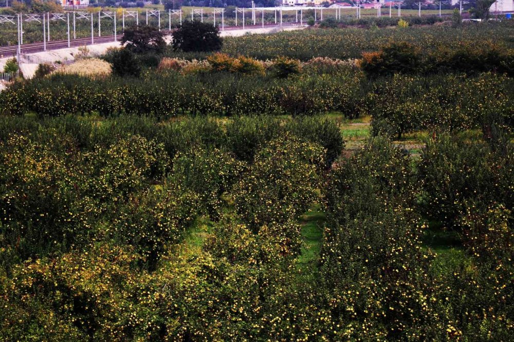 Sakarya’da yetiştiriliyor, dünyada rakibi yok