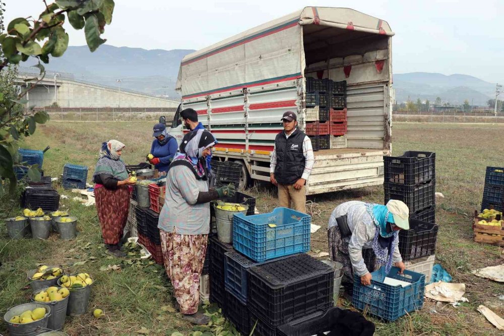 Sakarya’da yetiştiriliyor, dünyada rakibi yok
