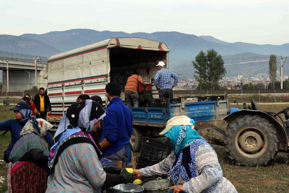 Sakarya’da yetiştiriliyor, dünyada rakibi yok