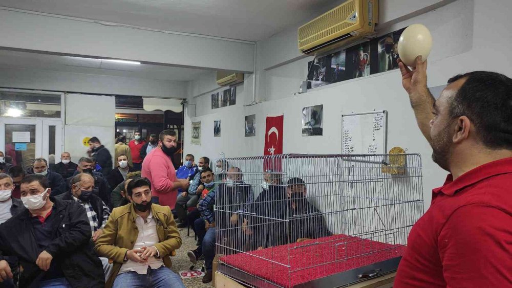 Mezata çıkan yumurtayı almak için yarıştılar!