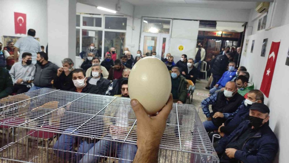 Mezata çıkan yumurtayı almak için yarıştılar!