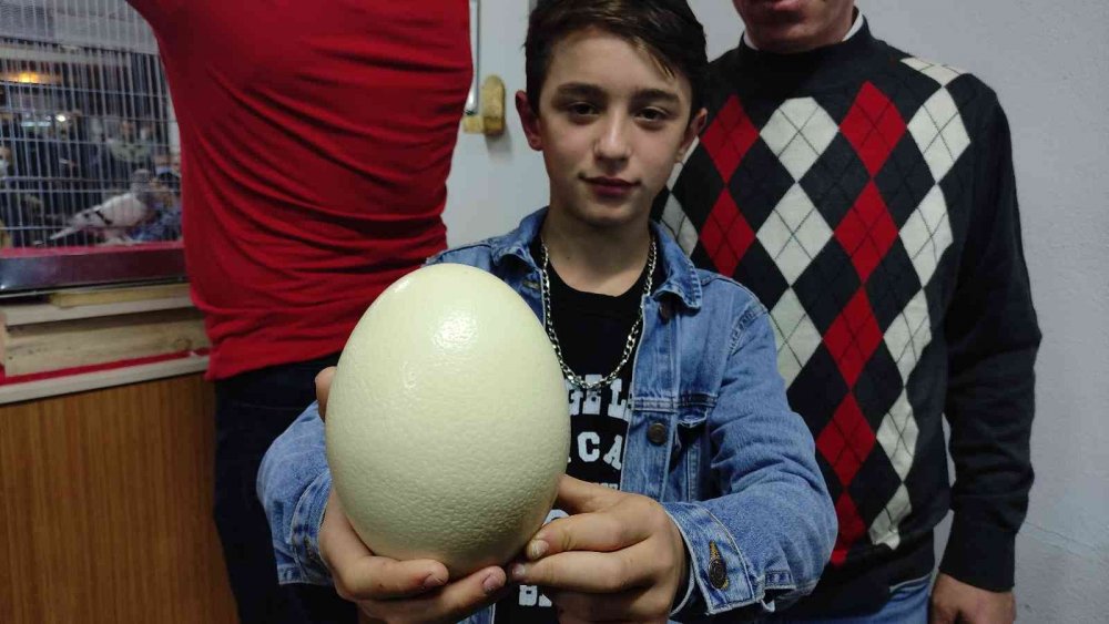 Mezata çıkan yumurtayı almak için yarıştılar!