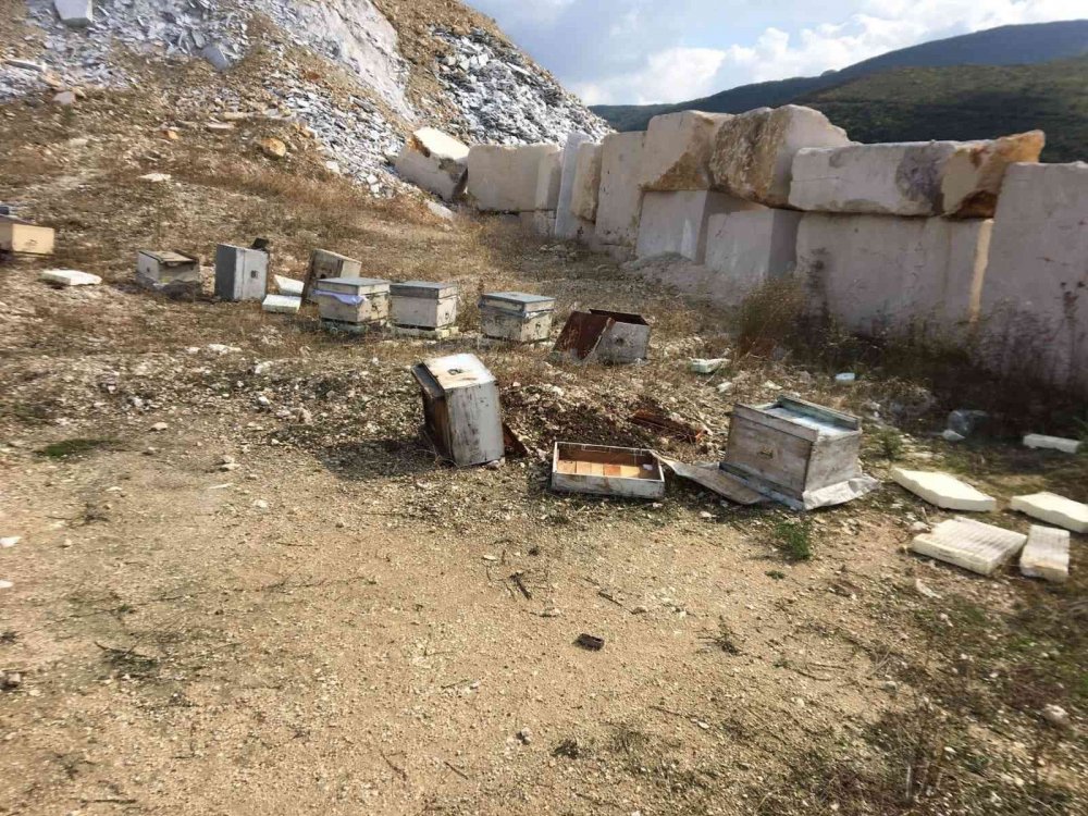 Arıcıların başı, ayılarla dertte