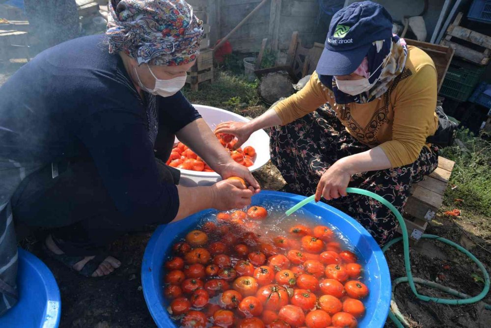 Yıllardır imece usulü ile salça yapılıyor