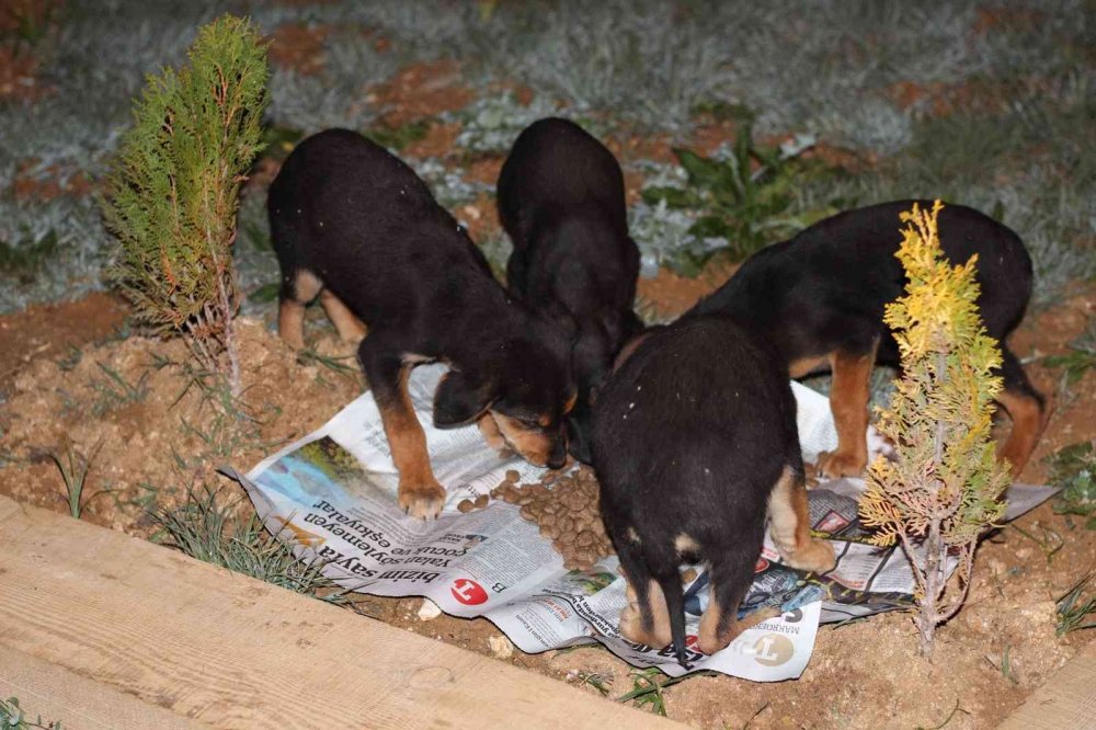Duyarlı gençler, sokak hayvanlarını unutmadı