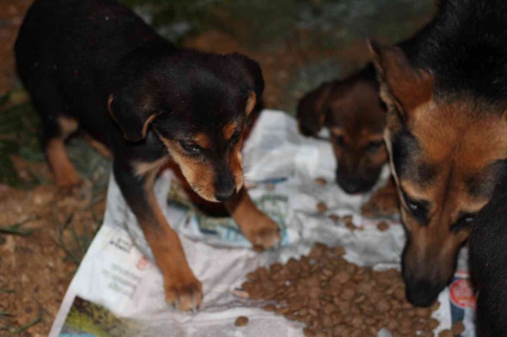 Duyarlı gençler, sokak hayvanlarını unutmadı