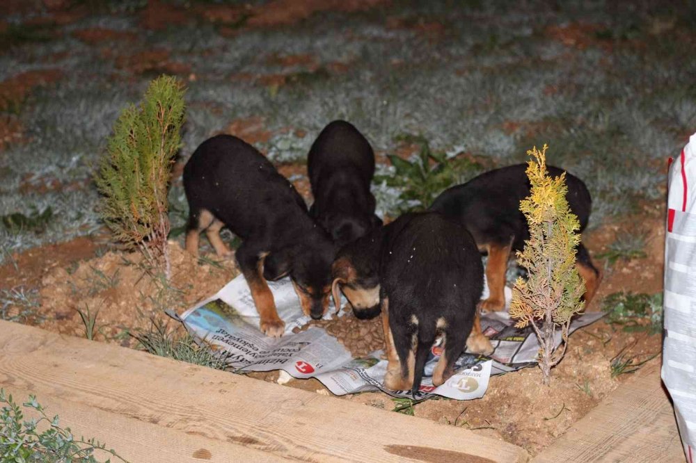 Duyarlı gençler, sokak hayvanlarını unutmadı