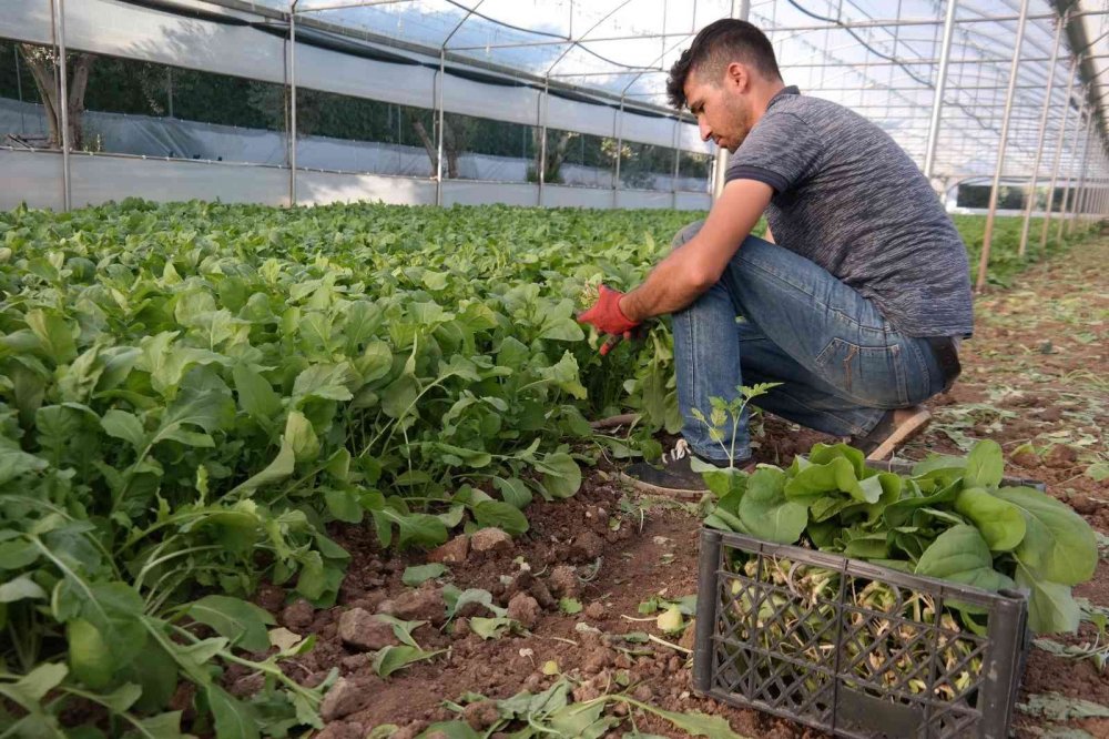 Bu ilçedeki tarla ve seralar Türkiye’yi besliyor