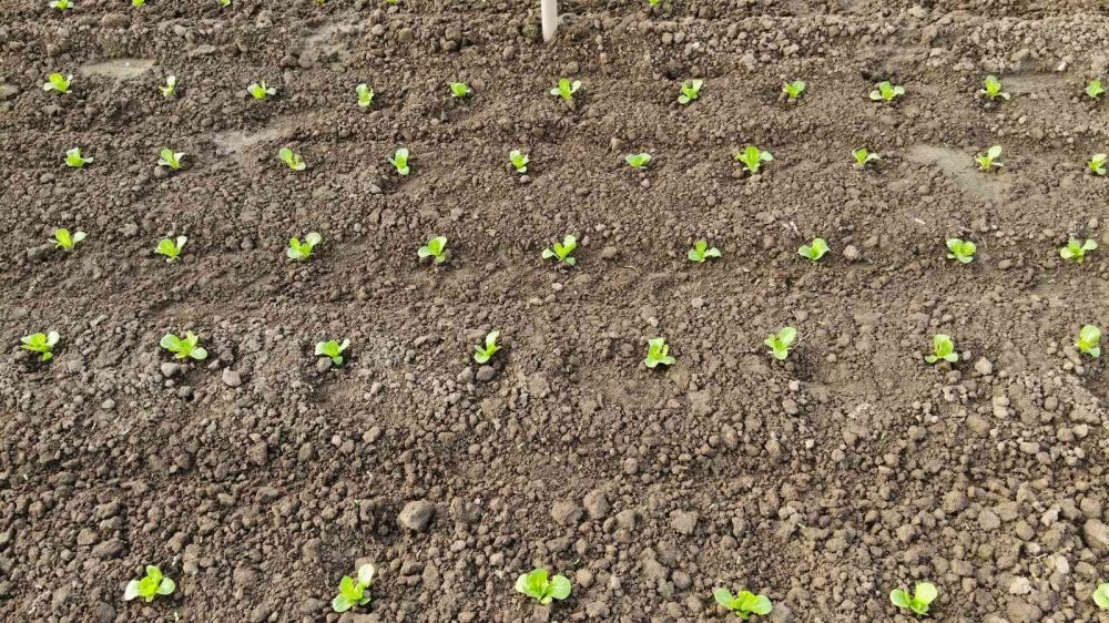 Bu ilçedeki tarla ve seralar Türkiye’yi besliyor