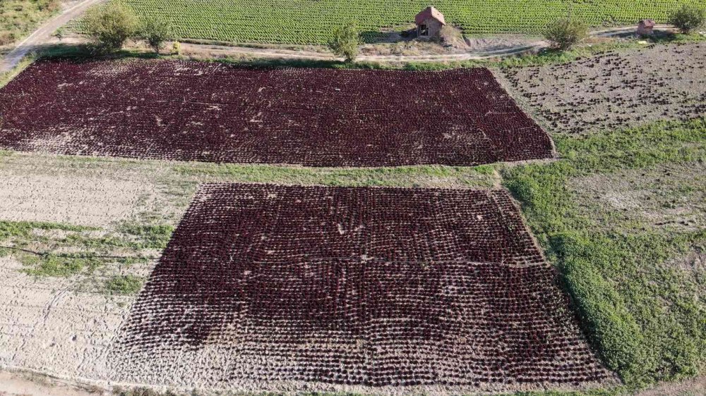 Bu ilçedeki tarla ve seralar Türkiye’yi besliyor