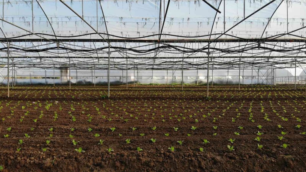 Bu ilçedeki tarla ve seralar Türkiye’yi besliyor