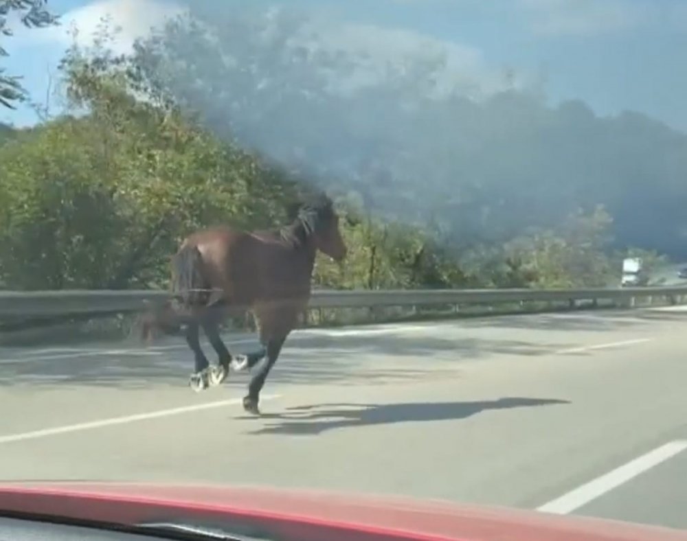 Karayolunda dört nala kaçış, trafiği alt üst etti