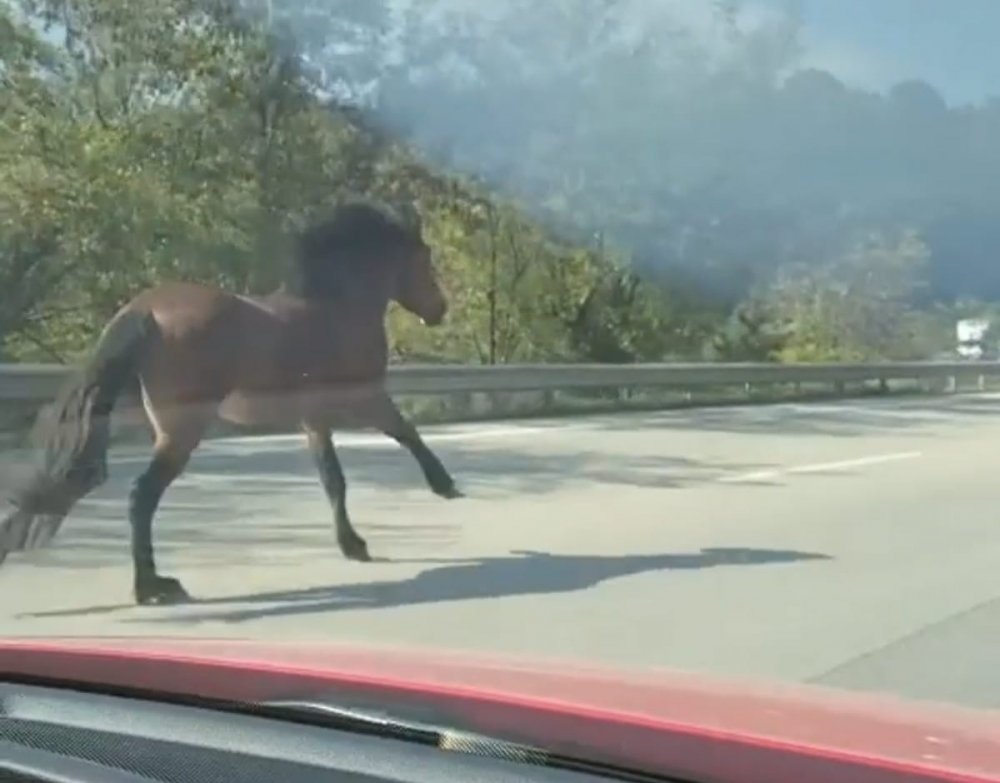 Karayolunda dört nala kaçış, trafiği alt üst etti
