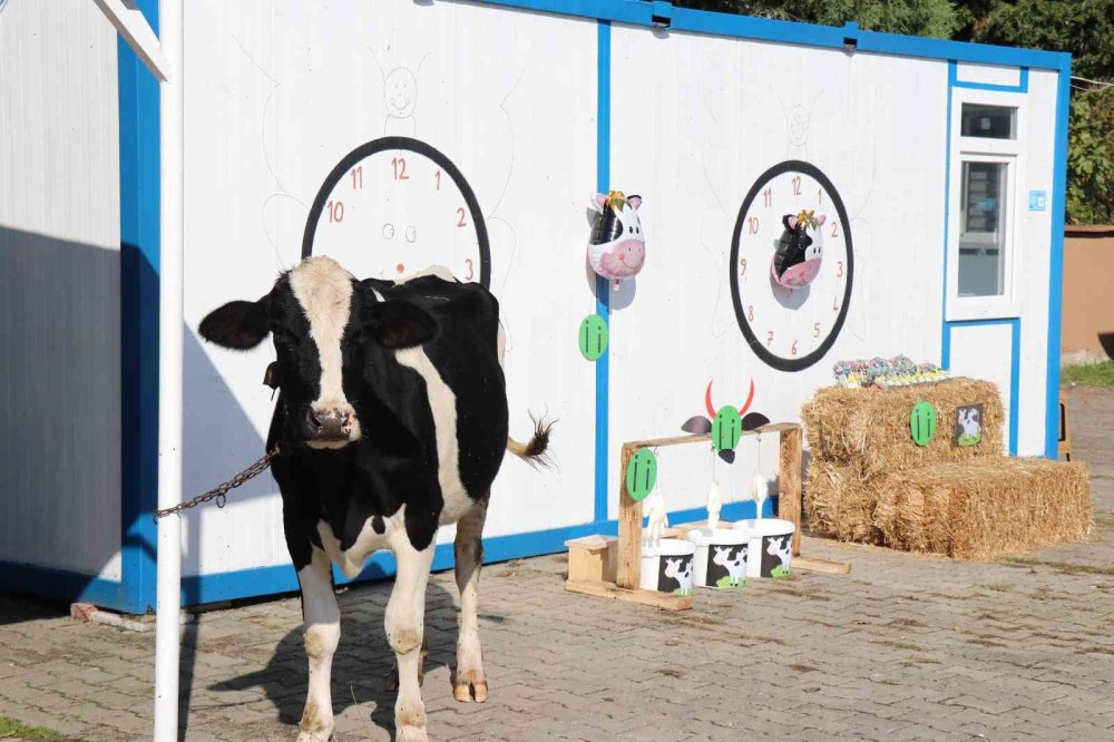 Öğrencilerine ‘İ’ harfini öğretmek için okula inek getirdi