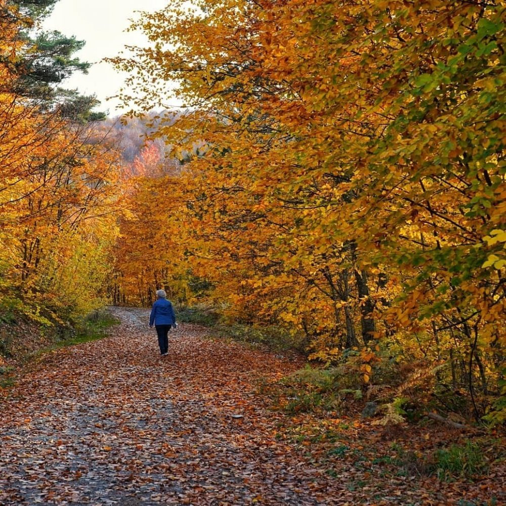 Küçükelmalı Tabiat Parkı’nda sonbahar güzelliği mest etti