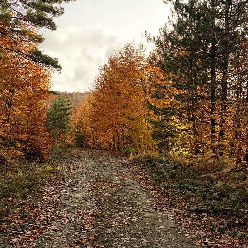 Küçükelmalı Tabiat Parkı’nda sonbahar güzelliği mest etti