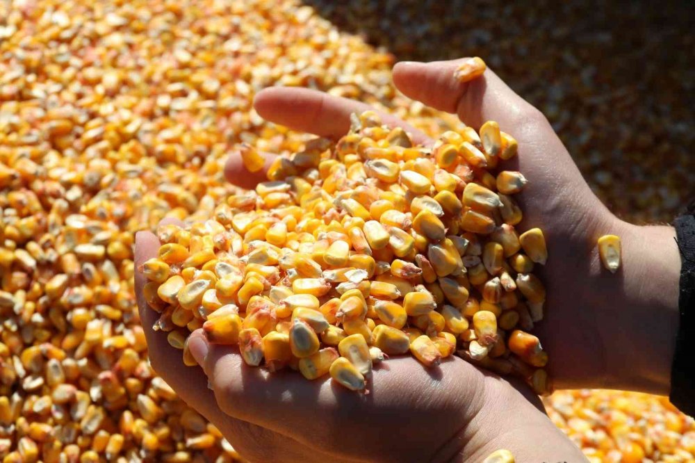 Hasadı başlayan tane mısırda kuraklık nedeniyle rekolte düştü