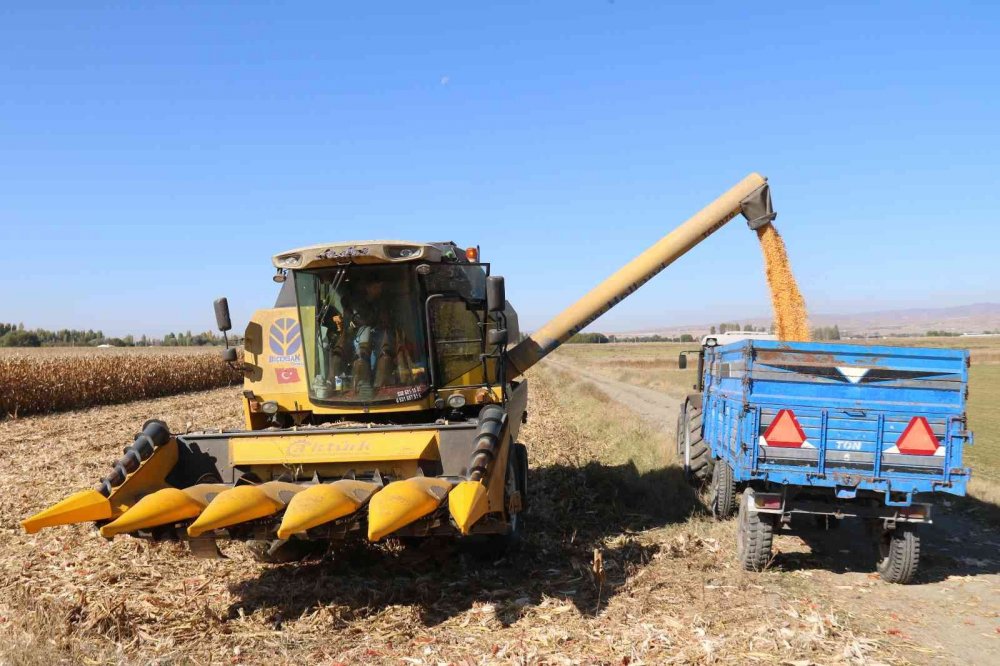 Hasadı başlayan tane mısırda kuraklık nedeniyle rekolte düştü