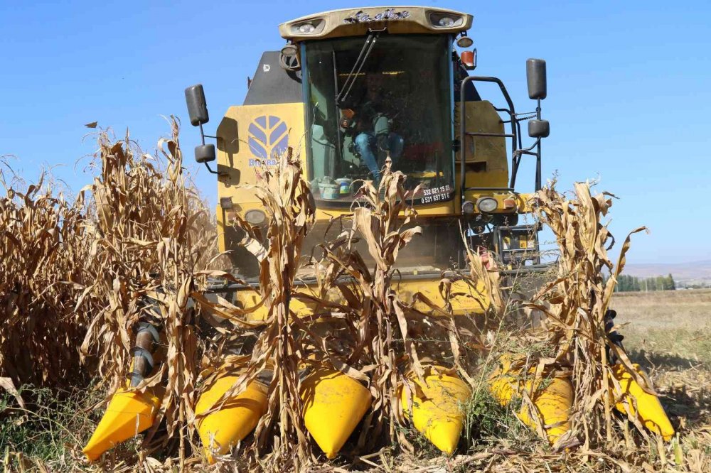 Hasadı başlayan tane mısırda kuraklık nedeniyle rekolte düştü