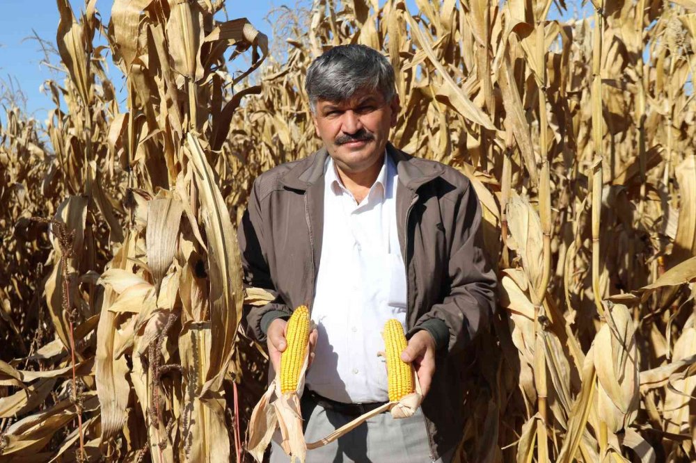 Hasadı başlayan tane mısırda kuraklık nedeniyle rekolte düştü