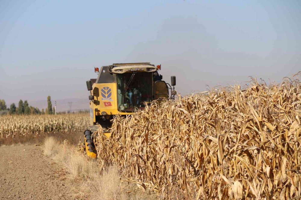 Hasadı başlayan tane mısırda kuraklık nedeniyle rekolte düştü