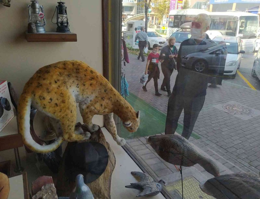 Bu dükkâna gelenleri geyikler ve çitalar karşılıyor