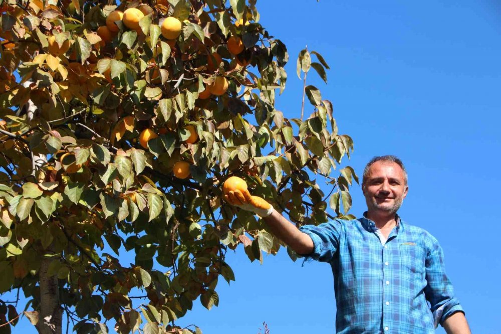 Gencinden yaşlısına, kadınından erkeğine herkes hurma hasadında