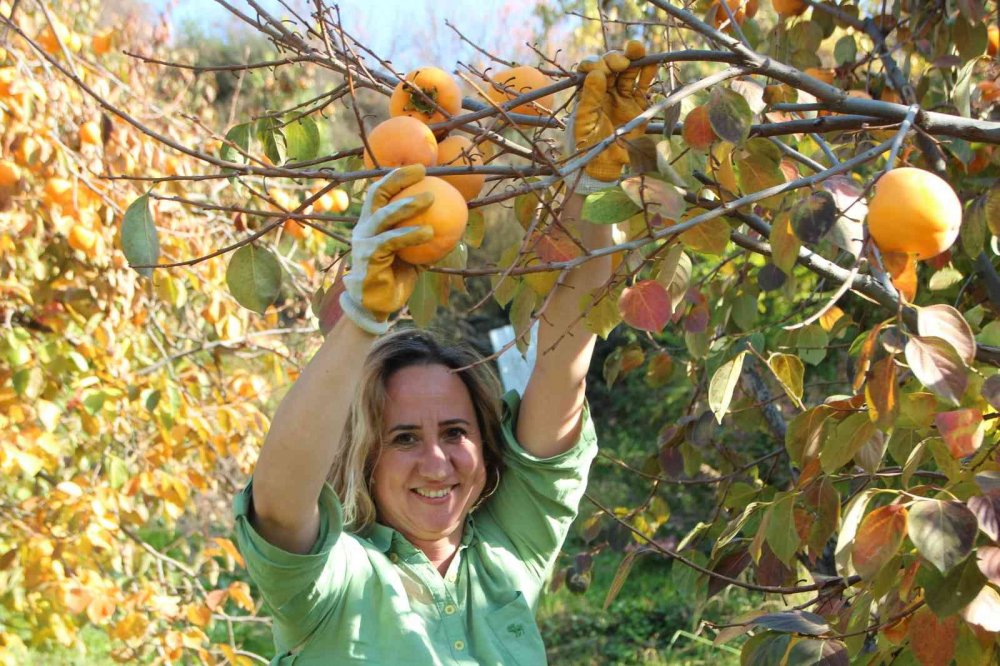 Gencinden yaşlısına, kadınından erkeğine herkes hurma hasadında