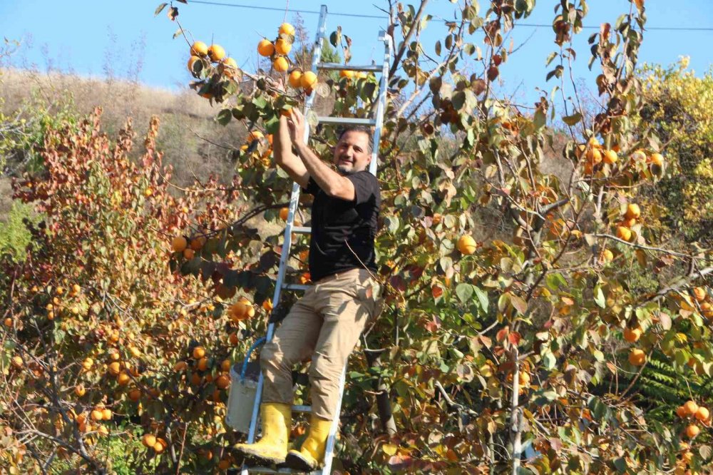 Gencinden yaşlısına, kadınından erkeğine herkes hurma hasadında