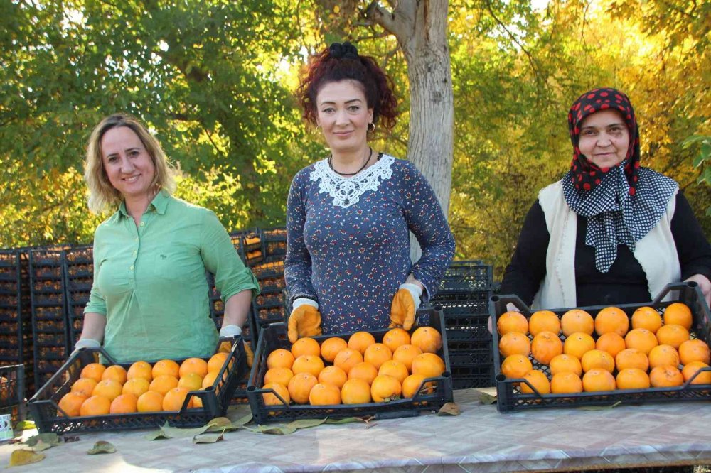 Gencinden yaşlısına, kadınından erkeğine herkes hurma hasadında