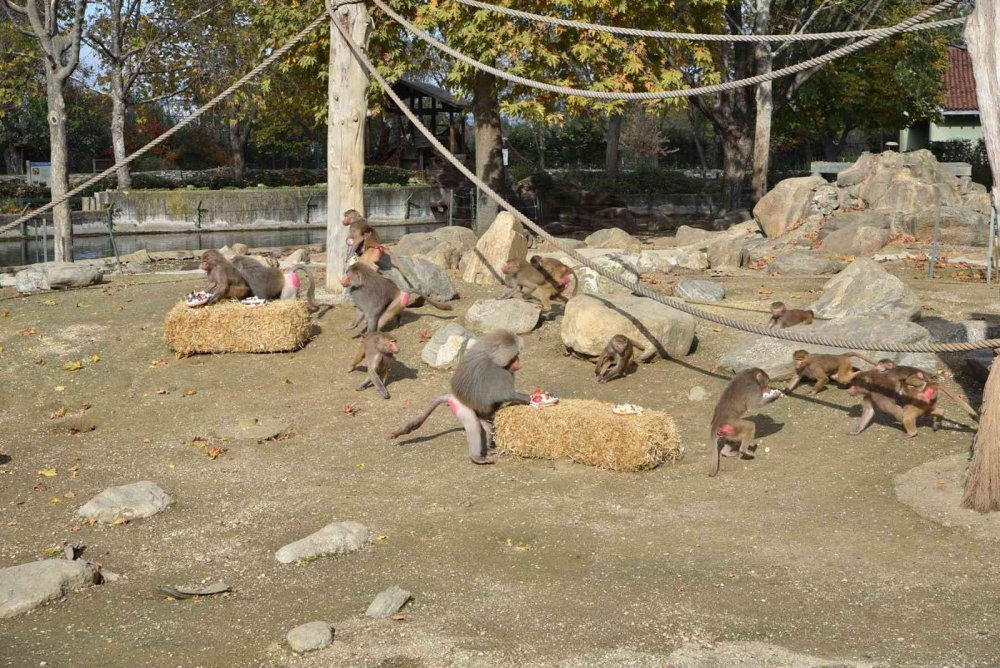 Maymunlara pastalı yaş günü kutlaması