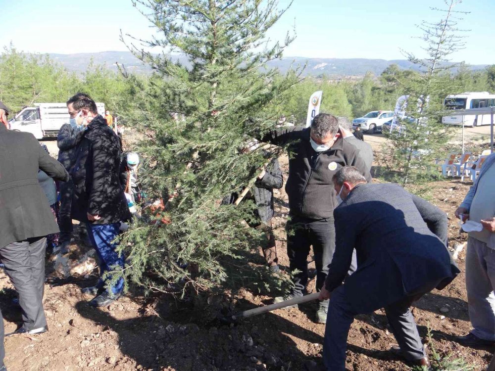 Yıl sonuna kadar Gölpazarı’nda 400 bin fidan toprakla buluşacak
