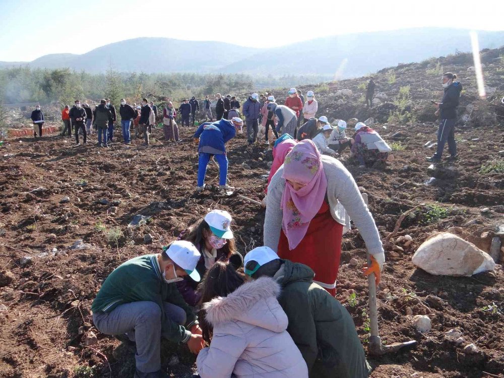 Yıl sonuna kadar Gölpazarı’nda 400 bin fidan toprakla buluşacak