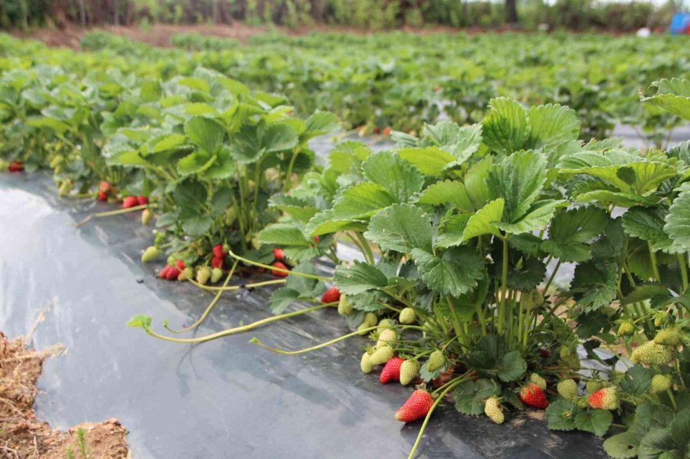 Erdoğan’ı davet etti