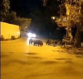 Bursa’da aç kalan domuz sürüsü ilçe merkezine indi